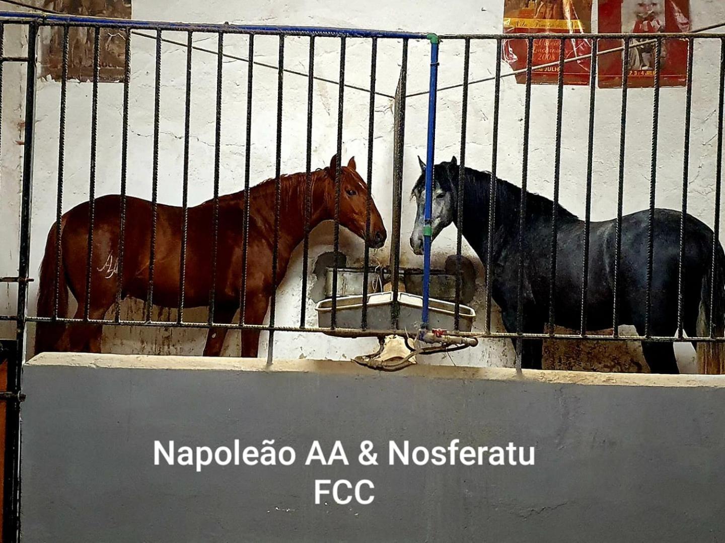 Horse Riding Country House Vila Franca de Xira Exterior foto
