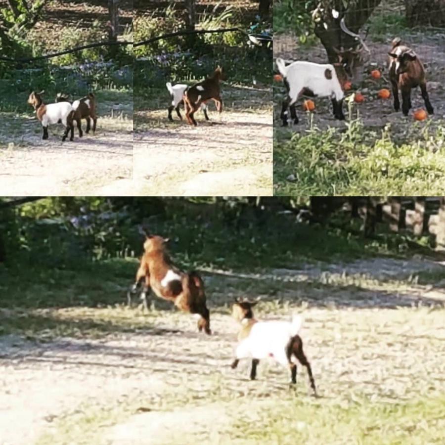 Horse Riding Country House Vila Franca de Xira Exterior foto